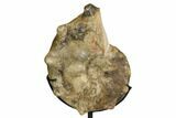 Cretaceous Ammonite (Mammites) Fossil with Metal Stand - Morocco #164228-1